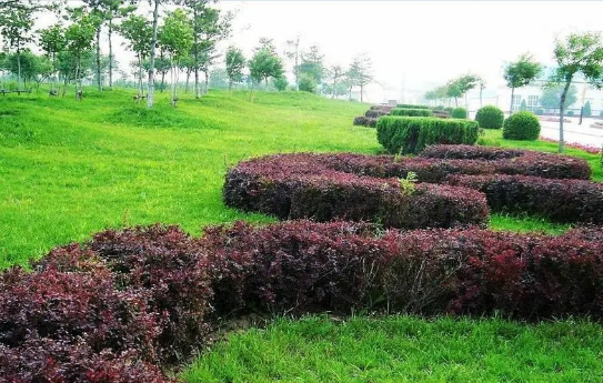 宁夏绿化草坪